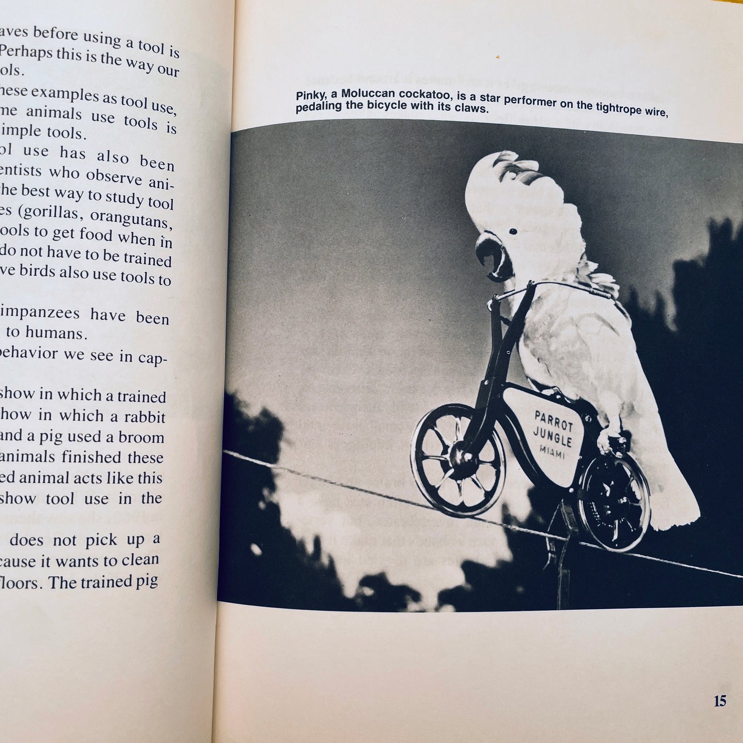 Animals That Use Tools