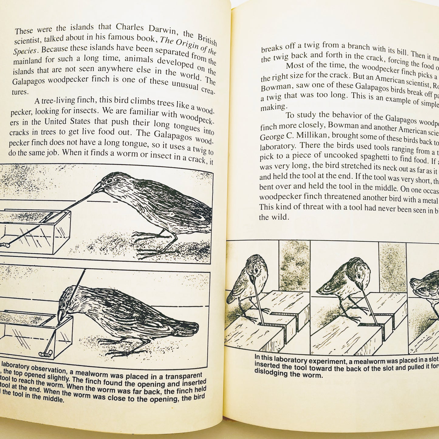 Animals That Use Tools