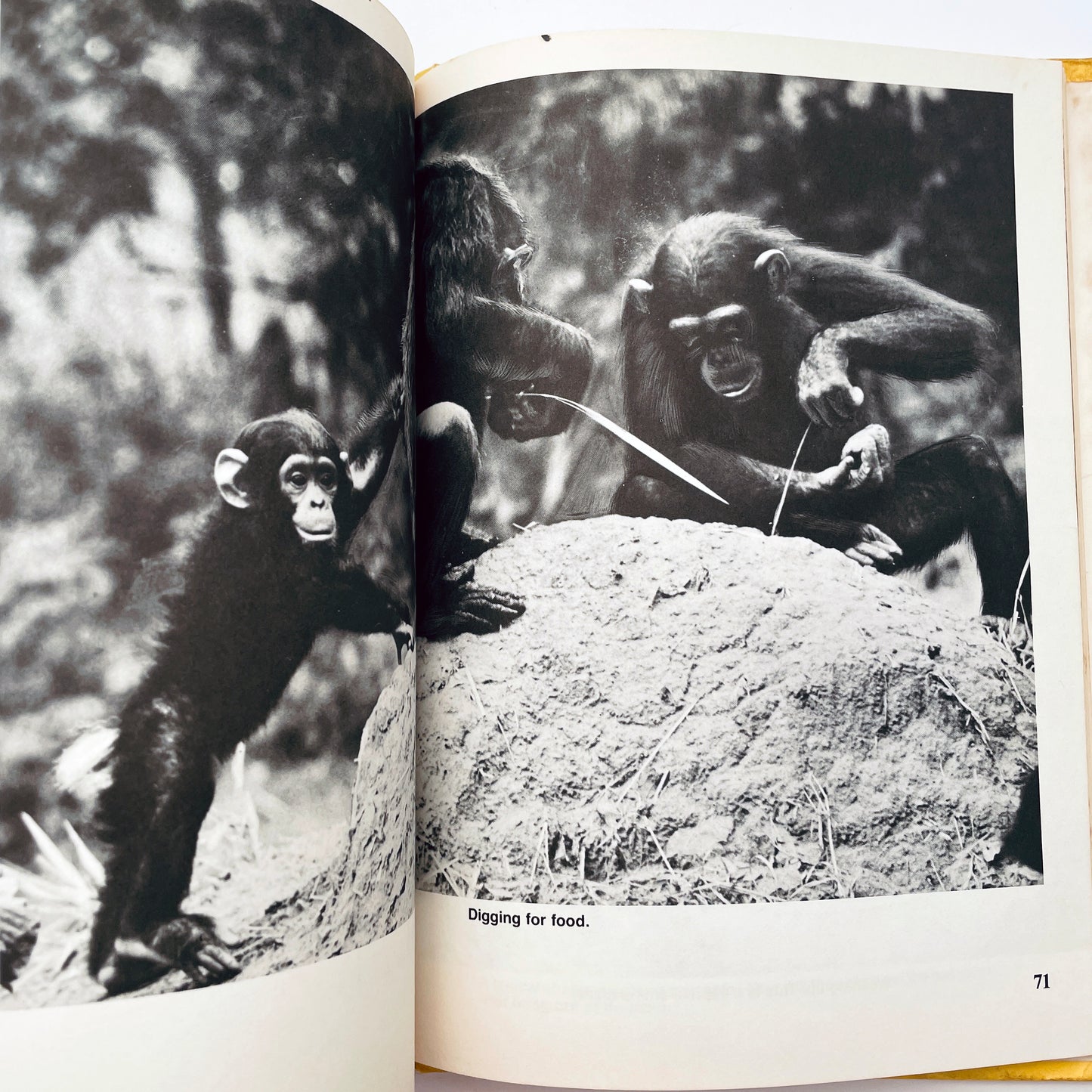 Animals That Use Tools