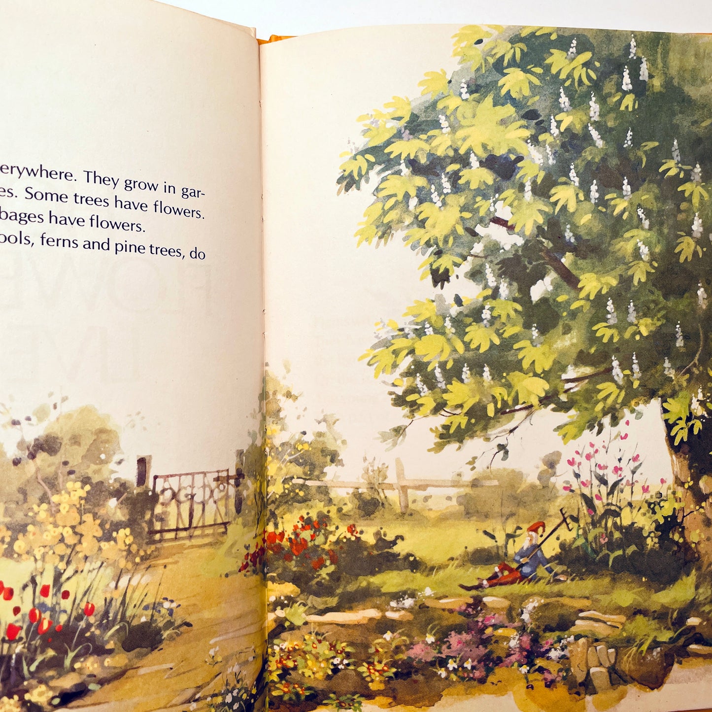 How Flowers Live (Starting Point Library)