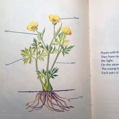 How Flowers Live (Starting Point Library)