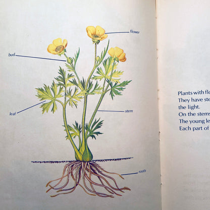How Flowers Live (Starting Point Library)