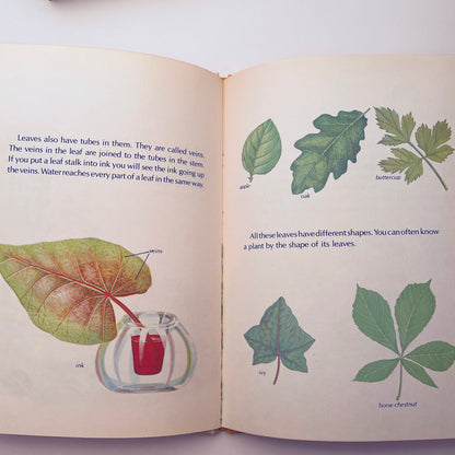 How Flowers Live (Starting Point Library)