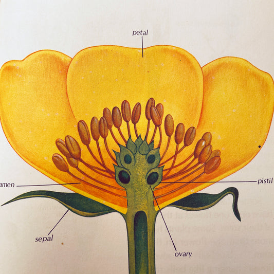 How Flowers Live (Starting Point Library)