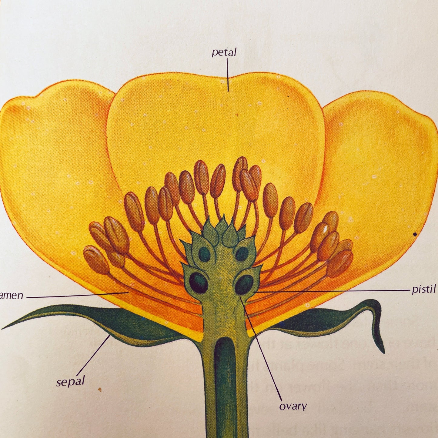 How Flowers Live (Starting Point Library)