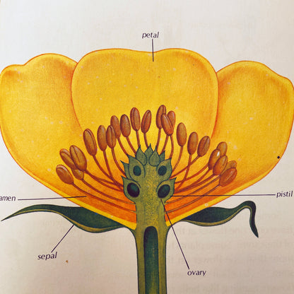 How Flowers Live (Starting Point Library)