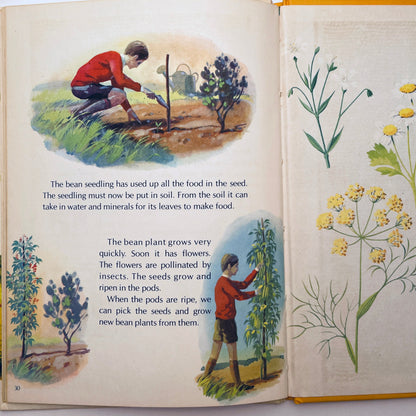 How Flowers Live (Starting Point Library)
