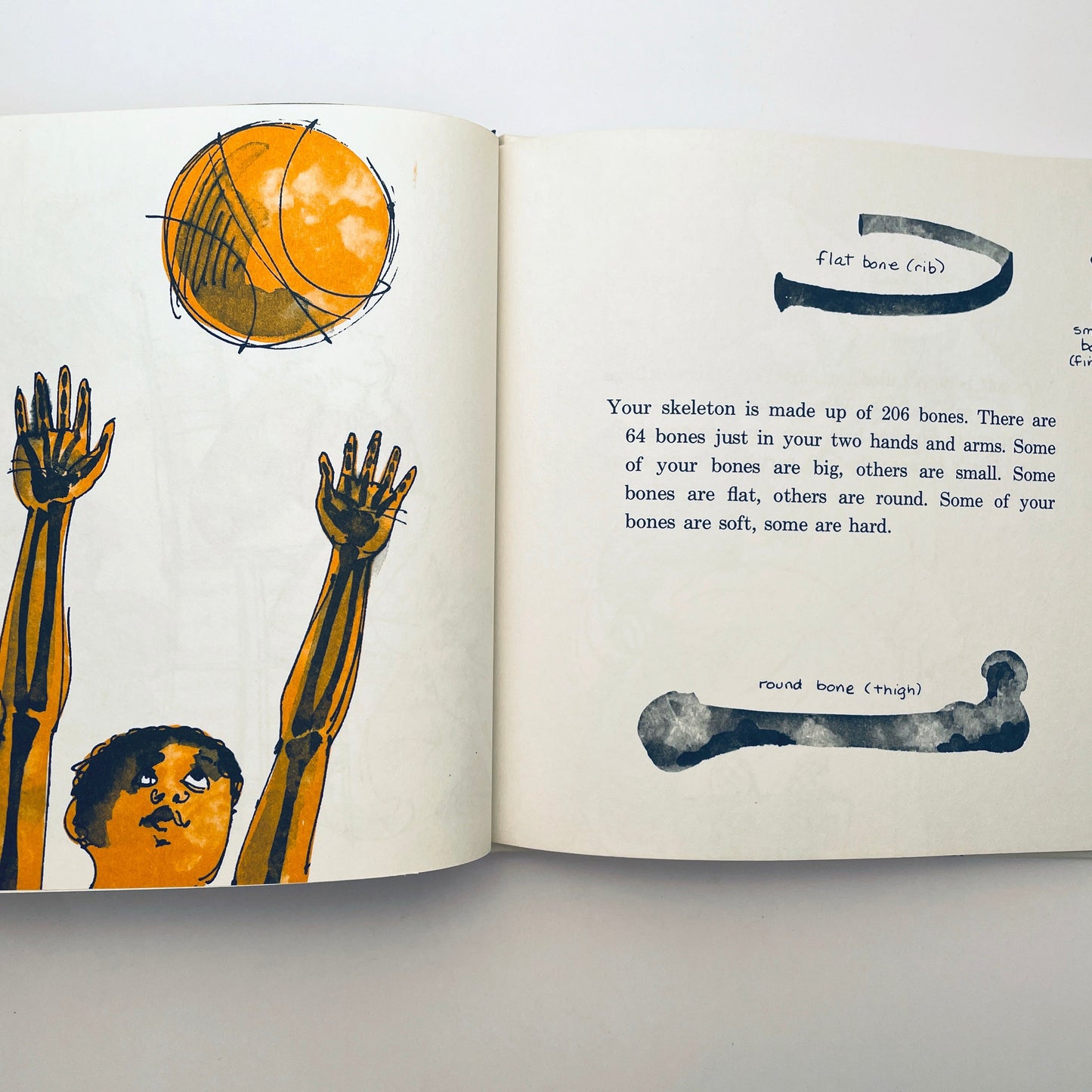 The Skeleton Inside You (Let's-Read-and-Find-Out-Book)