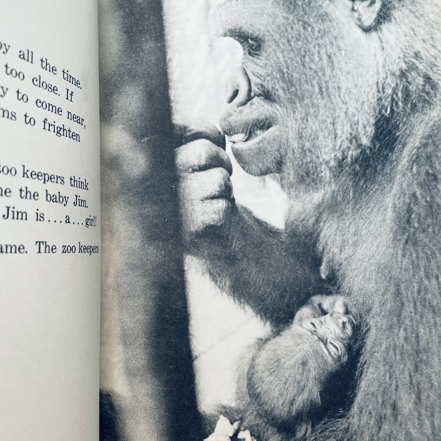 Gorilla Baby: The Story of Patty Cake