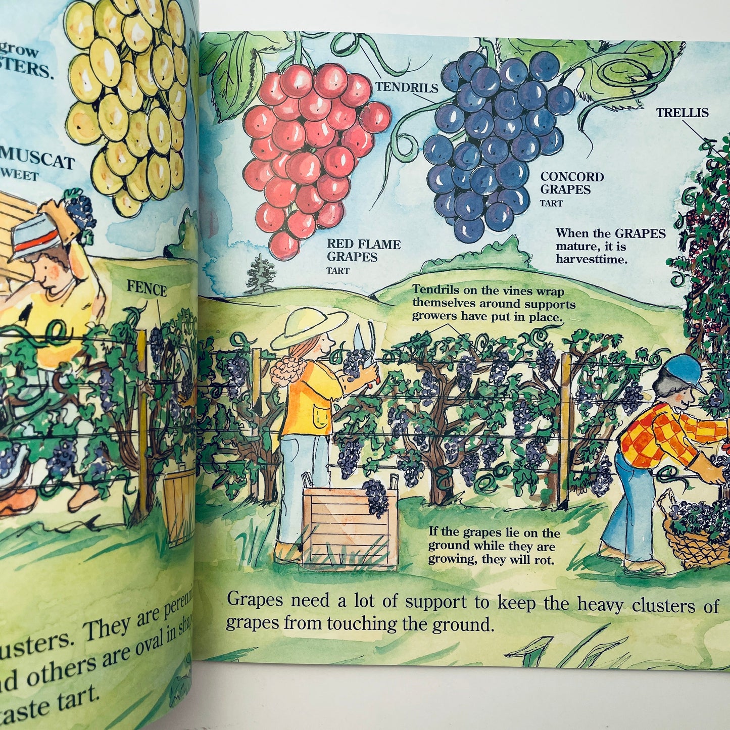 The Fruit We Eat