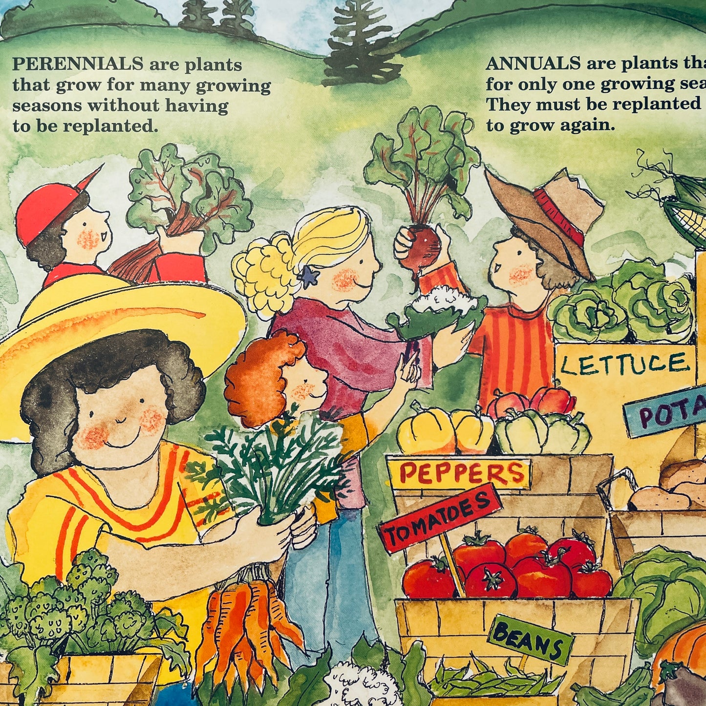 The Vegetables We Eat