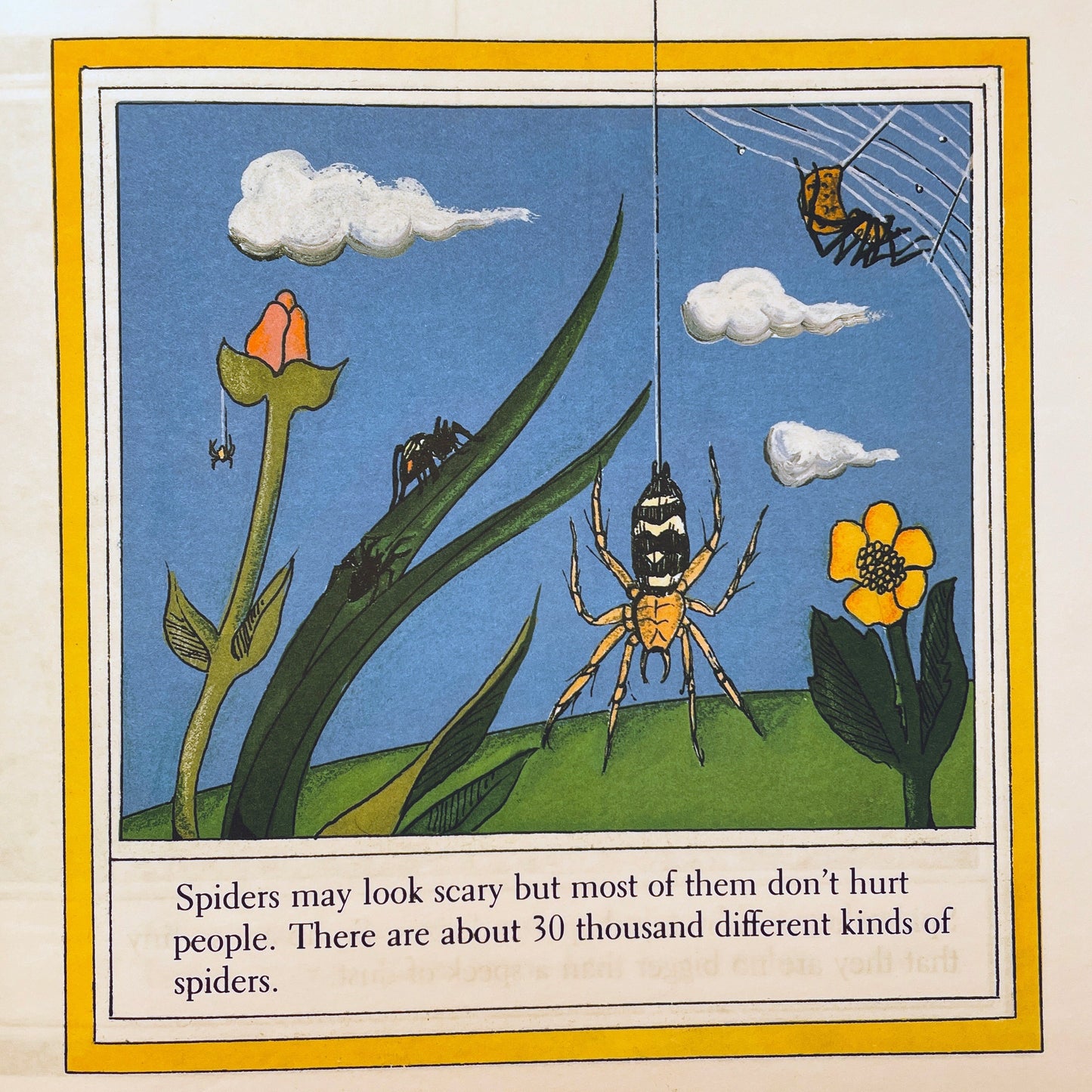Spiders