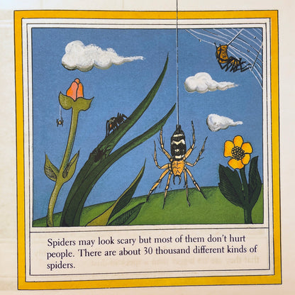 Spiders