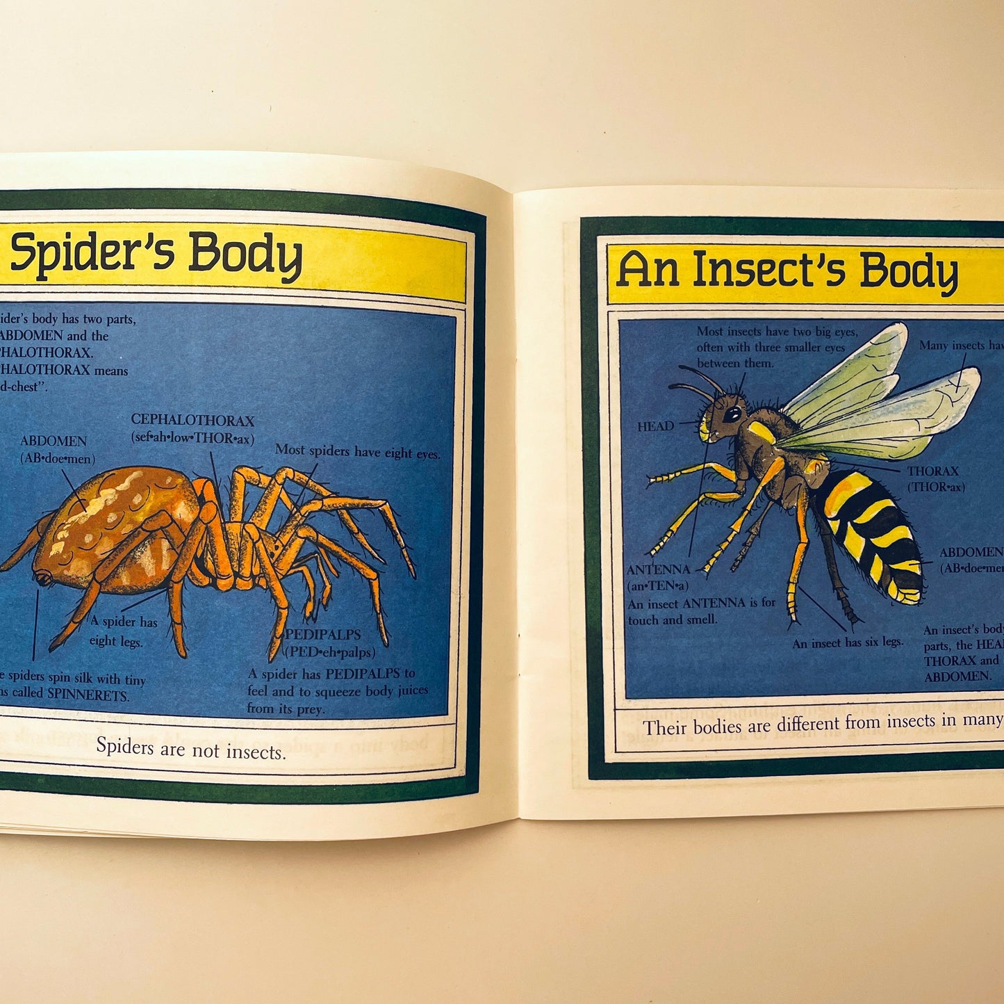 Spiders