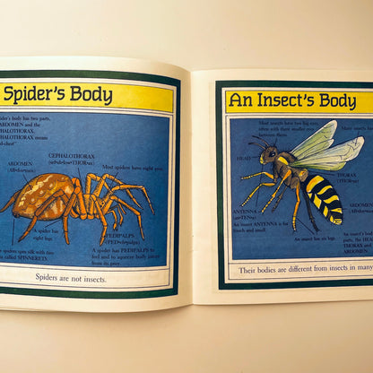 Spiders