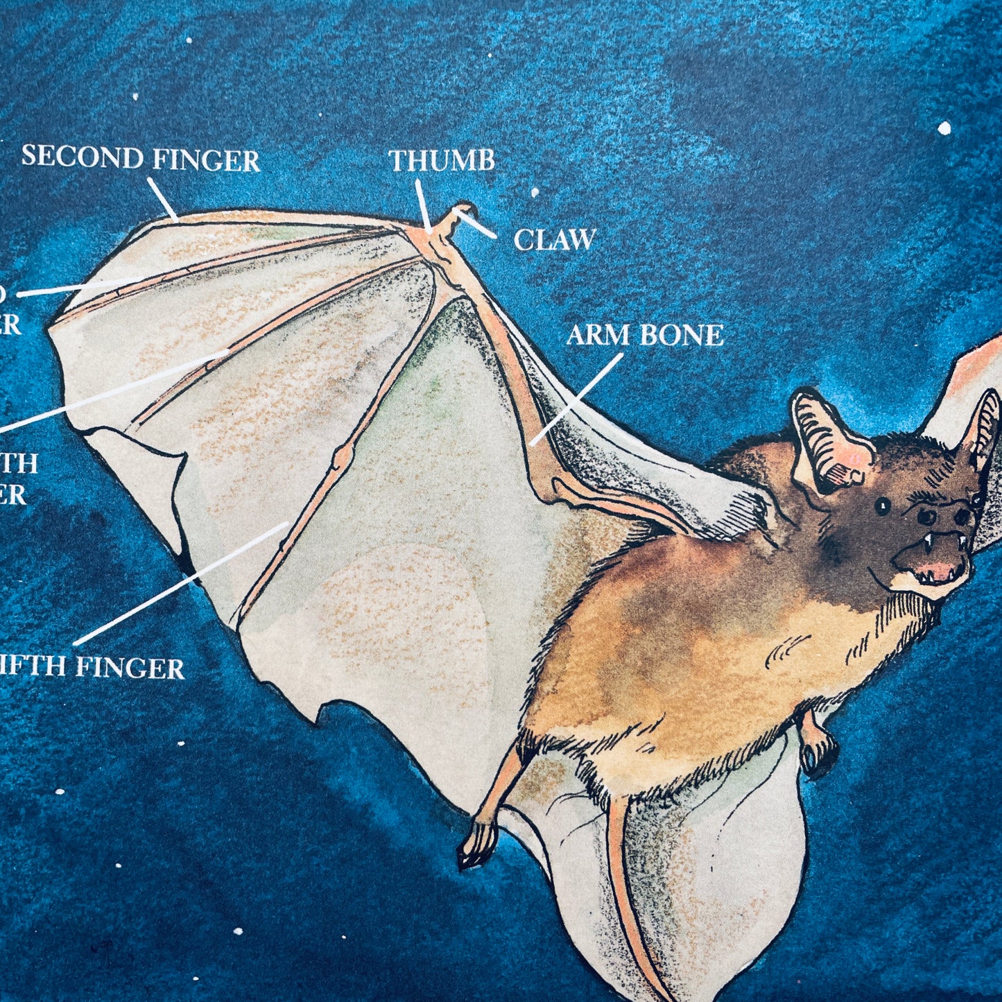 Bats