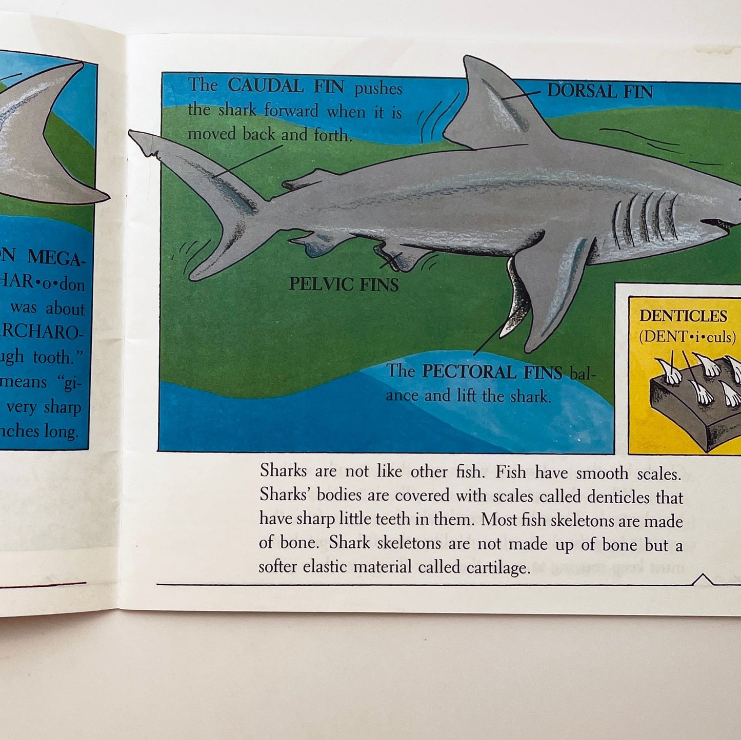 Sharks