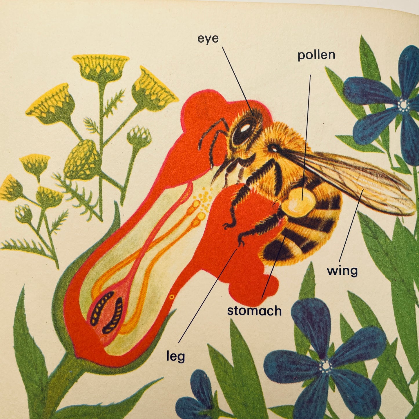 Bees (Wonder Starters)