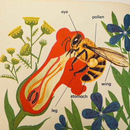 Bees (Wonder Starters)