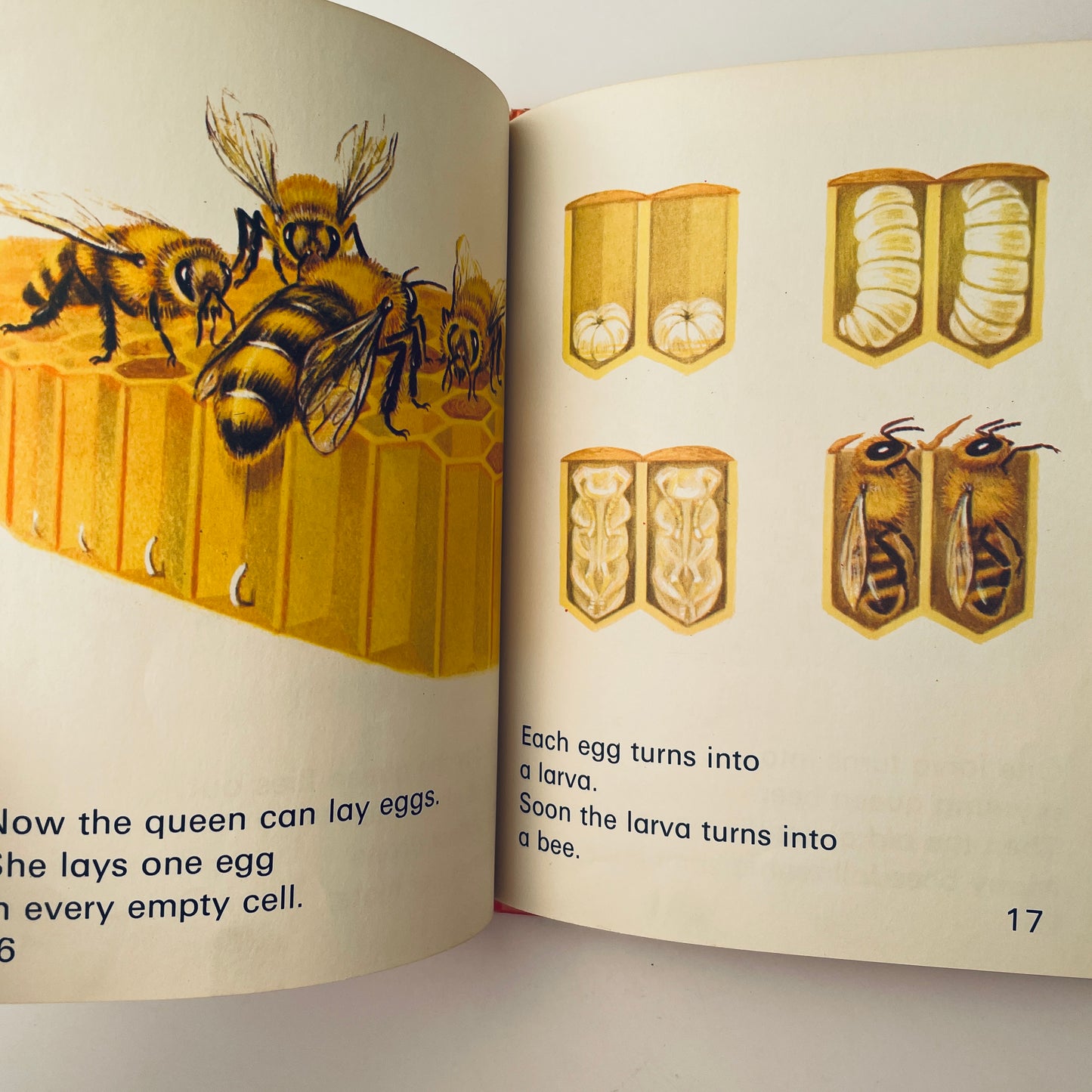 Bees (Wonder Starters)