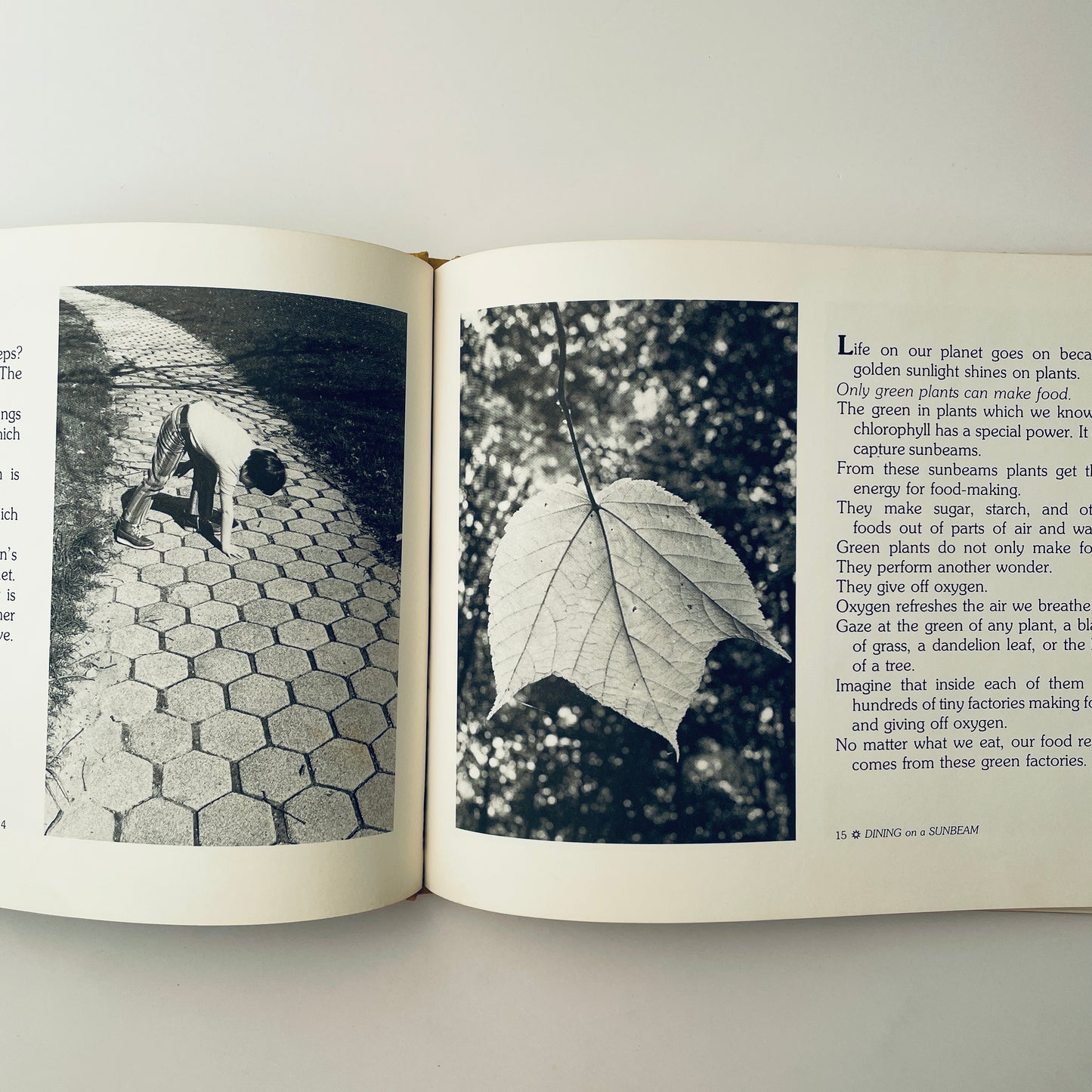 Dining on a Sunbeam: Food Chains & Food Webs