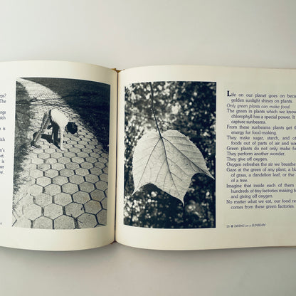 Dining on a Sunbeam: Food Chains & Food Webs