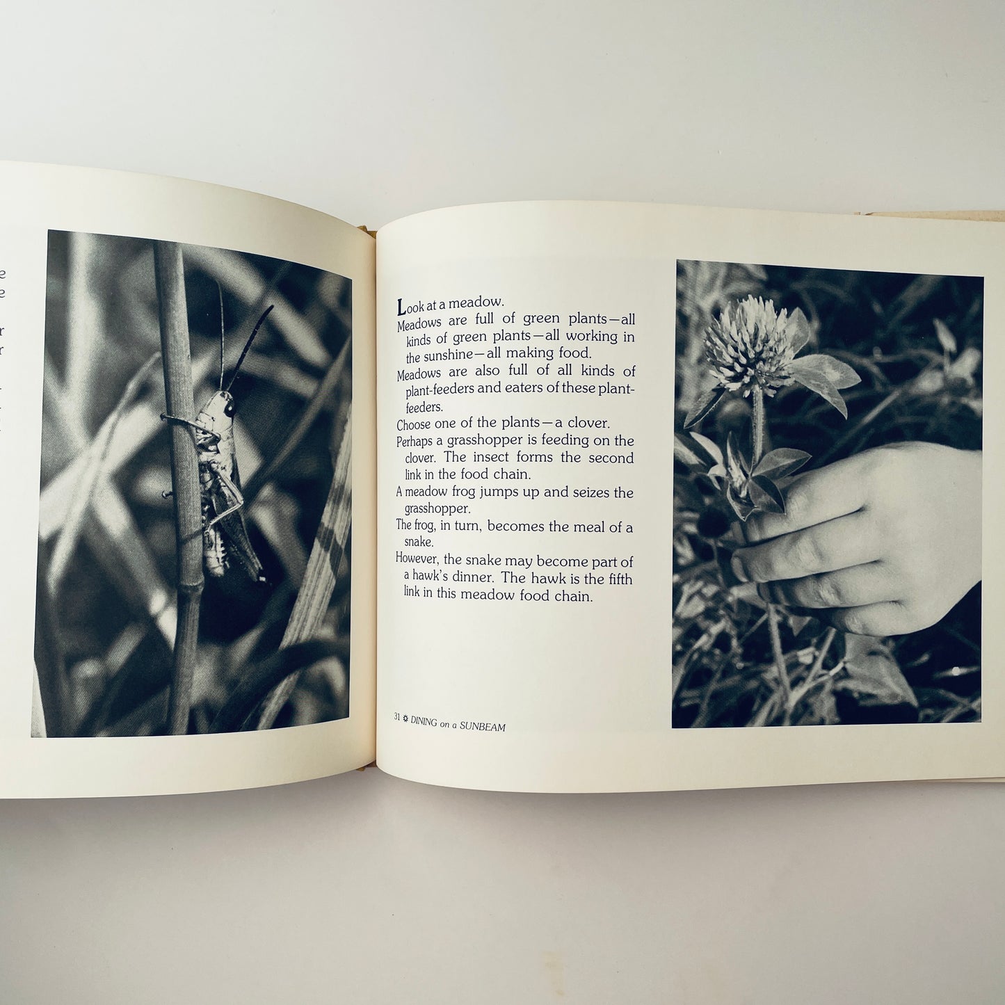 Dining on a Sunbeam: Food Chains & Food Webs