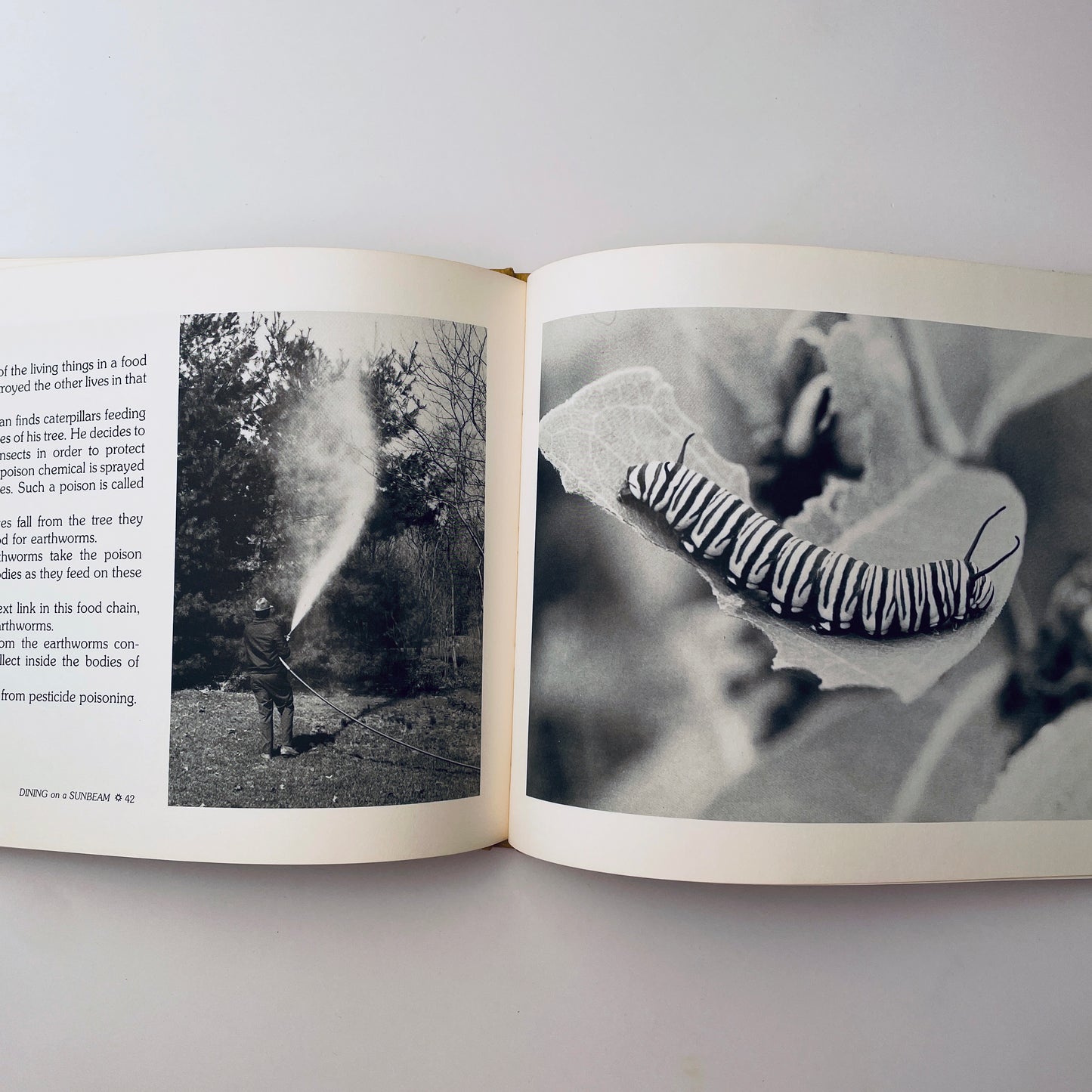 Dining on a Sunbeam: Food Chains & Food Webs