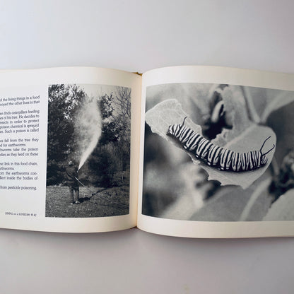 Dining on a Sunbeam: Food Chains & Food Webs