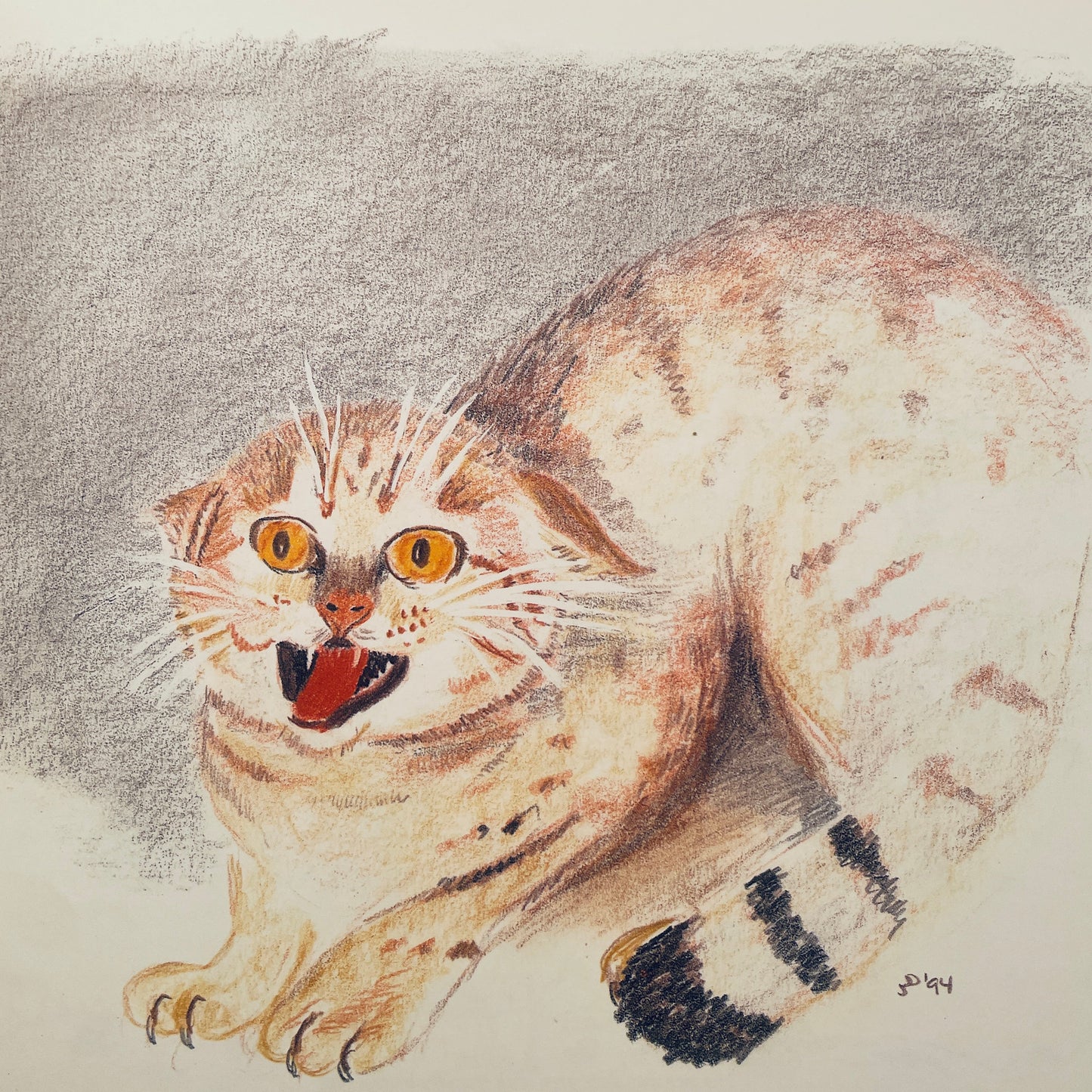 Yawi the Wildcat
