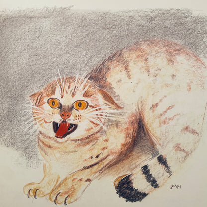 Yawi the Wildcat
