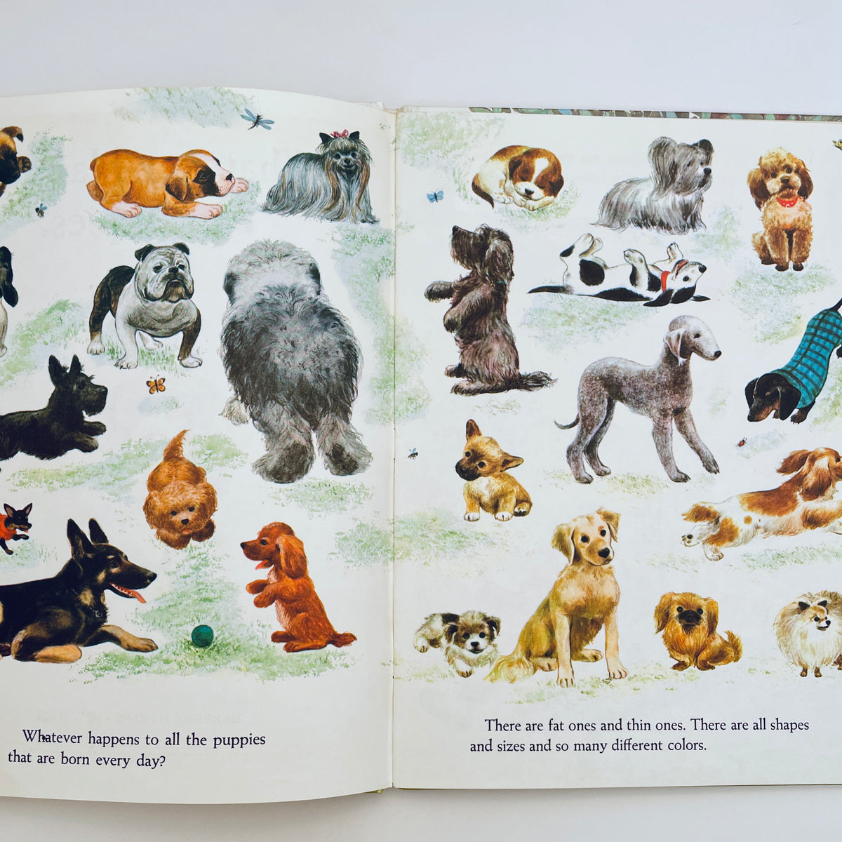 Whatever Happens to Puppies?