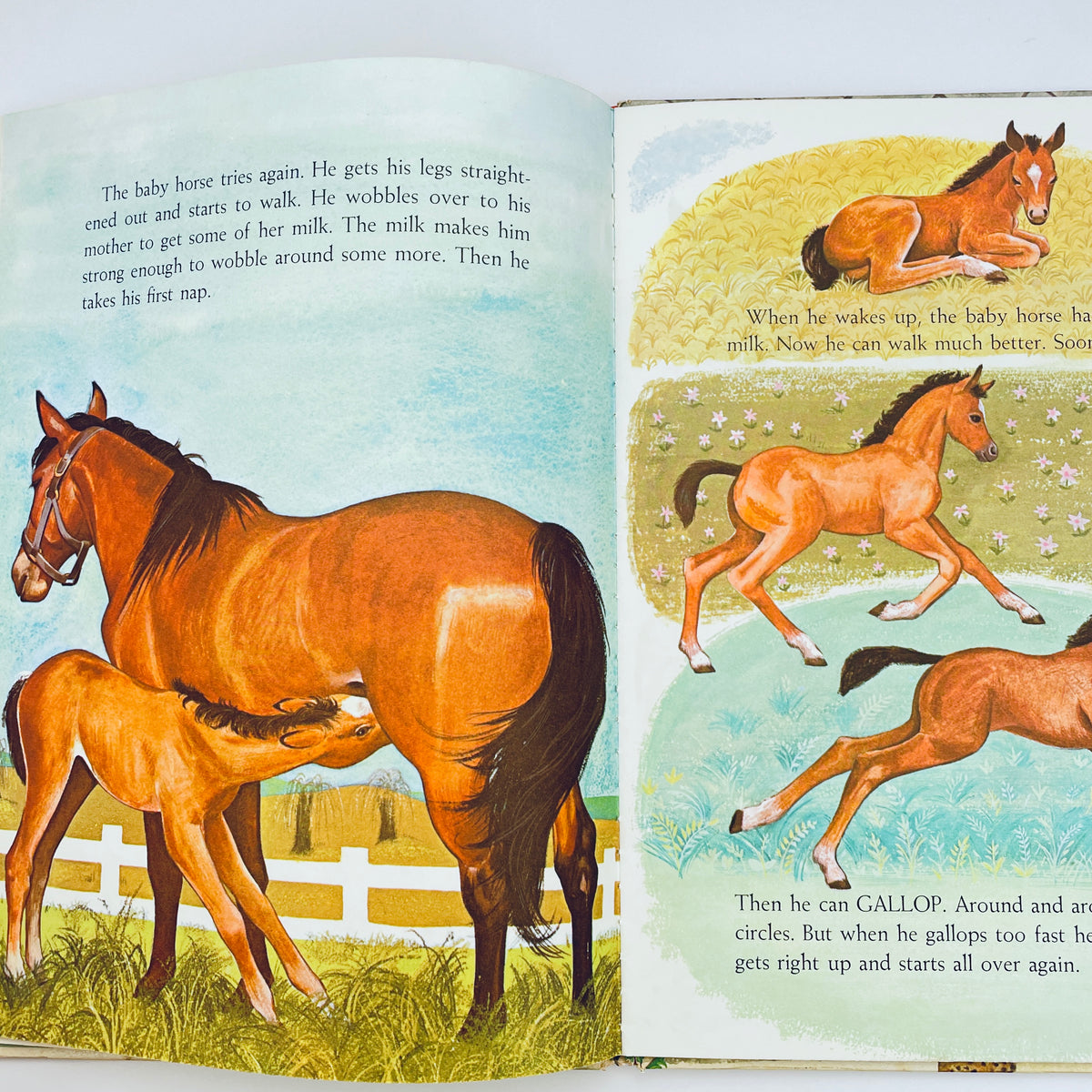 Whatever Happens to Baby Horses?