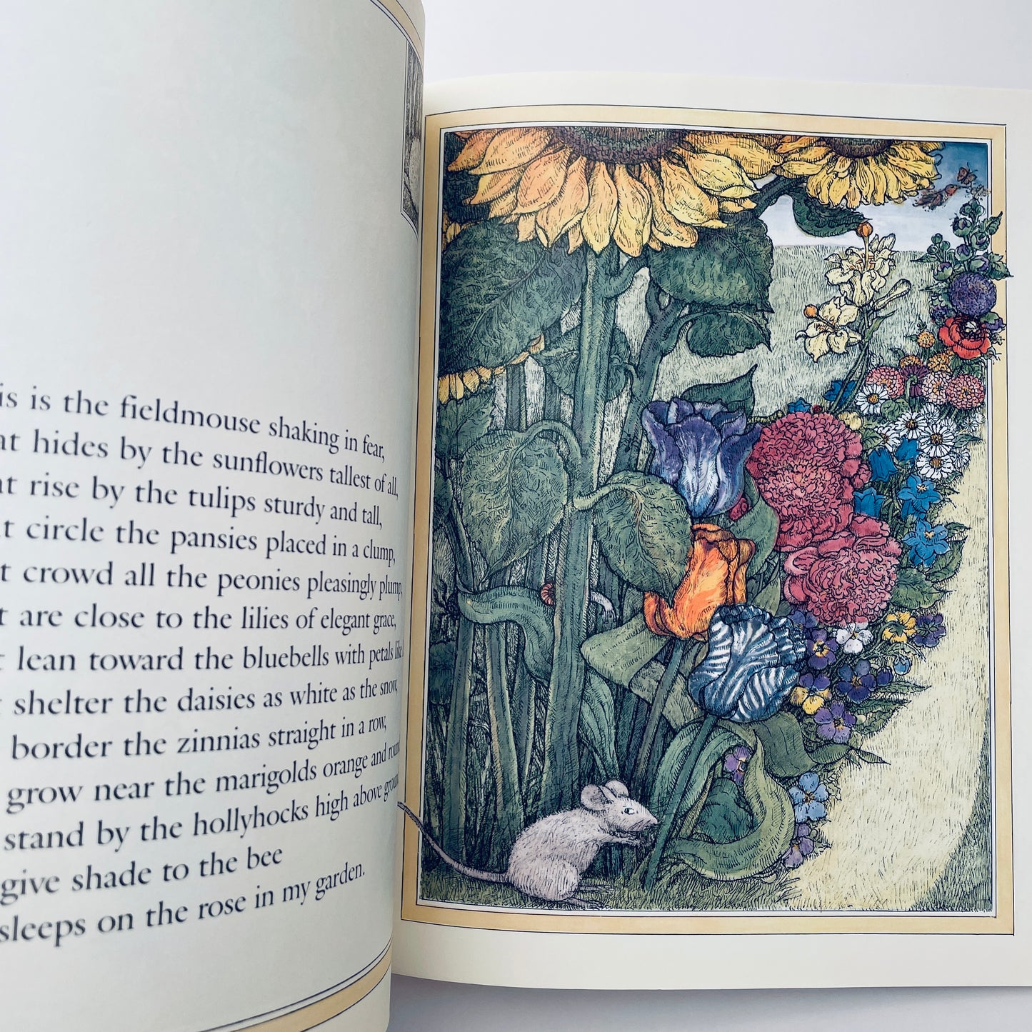 The Rose in My Garden