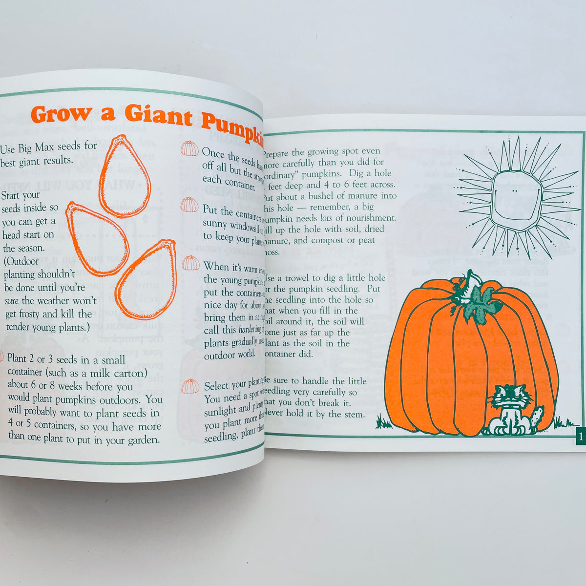 In a Pumpkin Shell