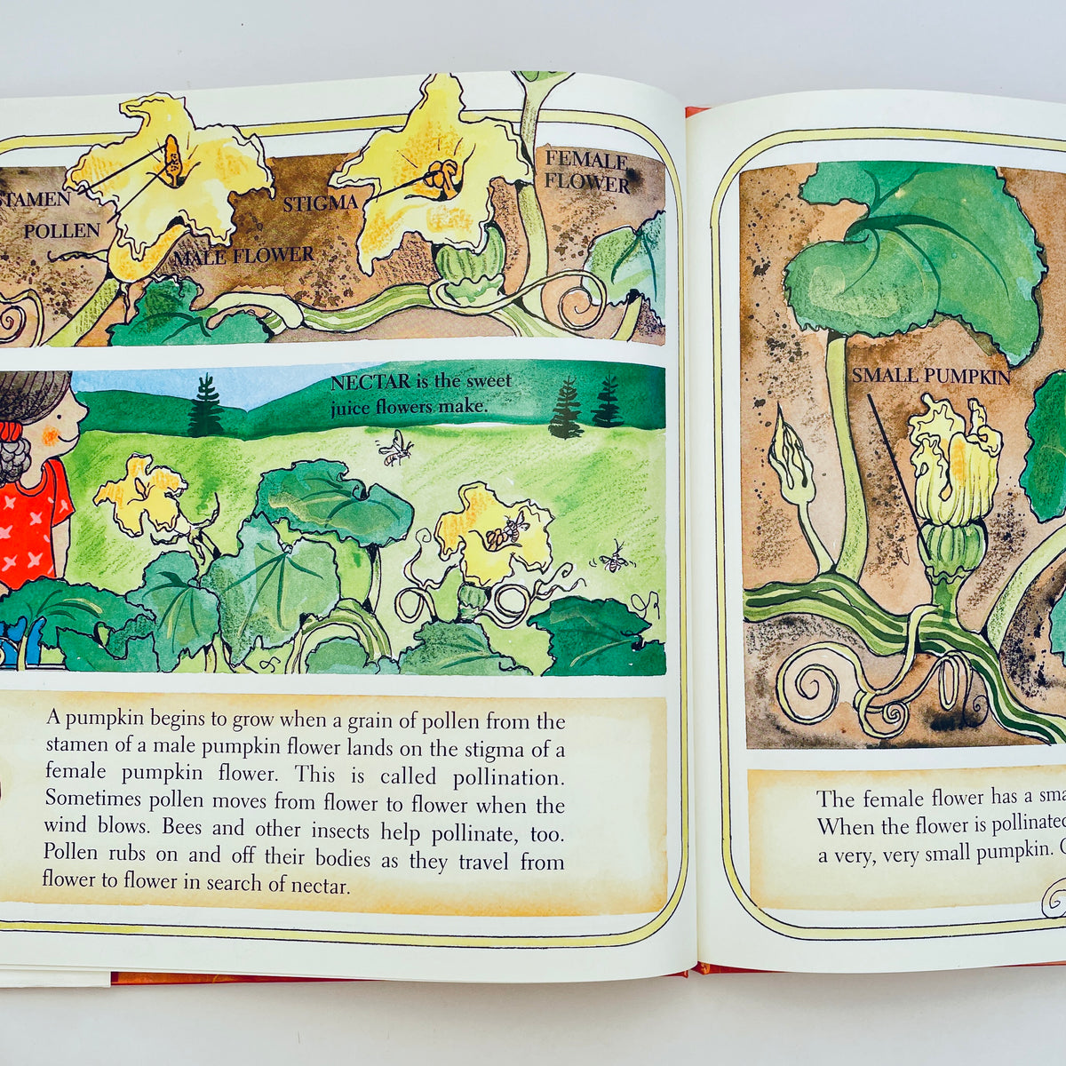 The Pumpkin Book