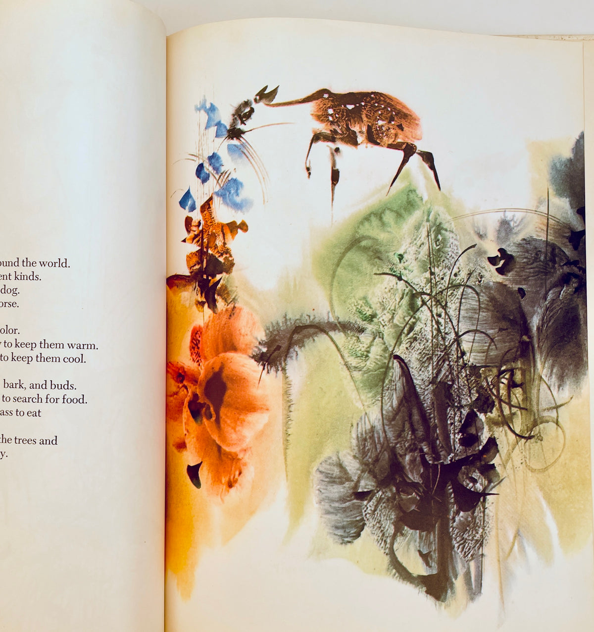 Animals We Love: Book 1