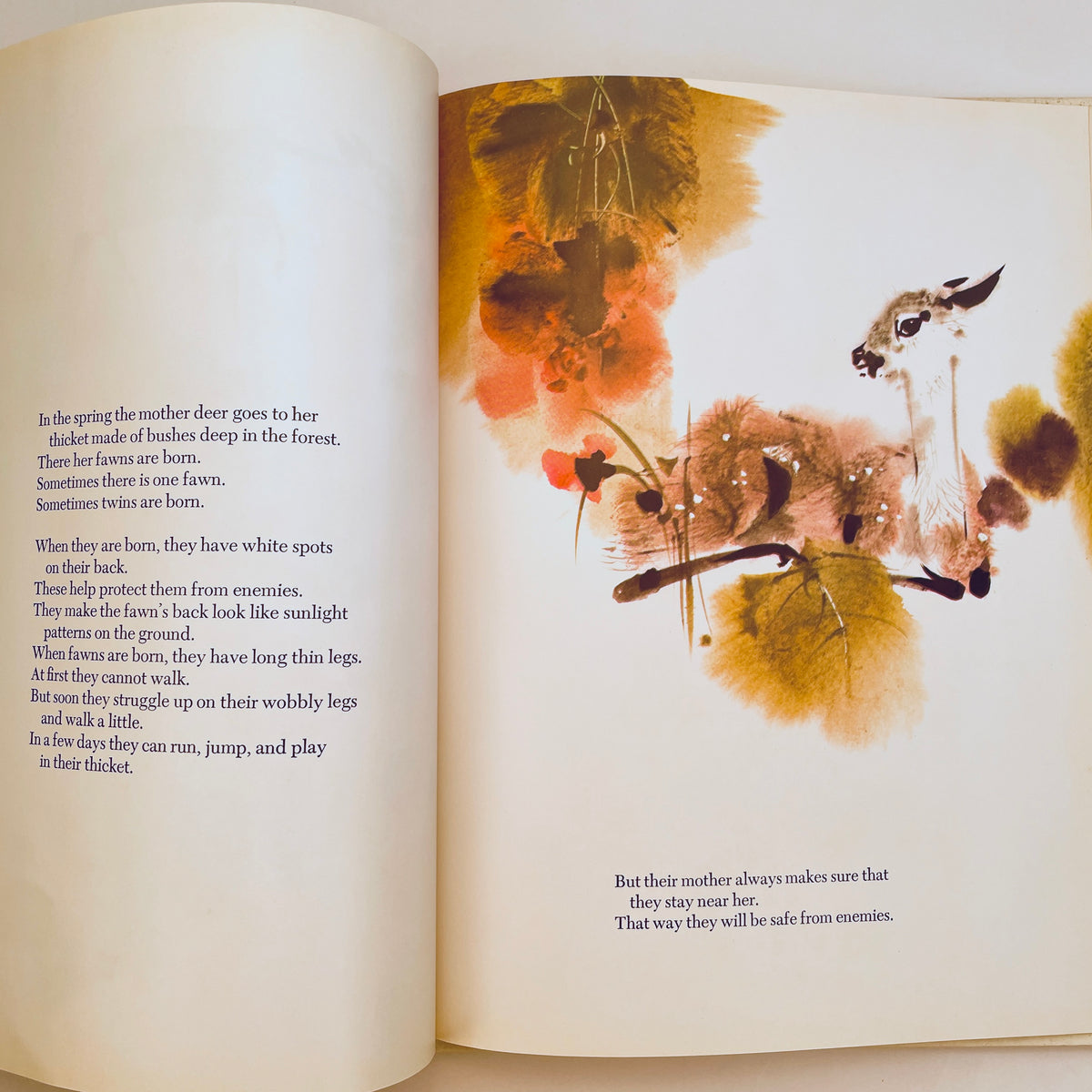 Animals We Love: Book 1