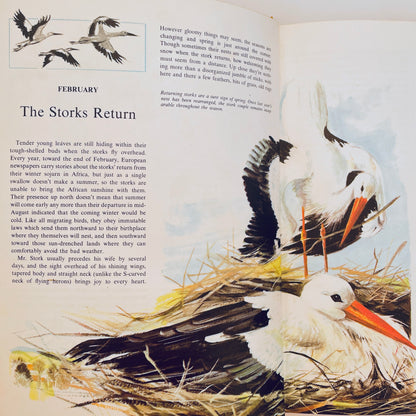 Animals Around the Year
