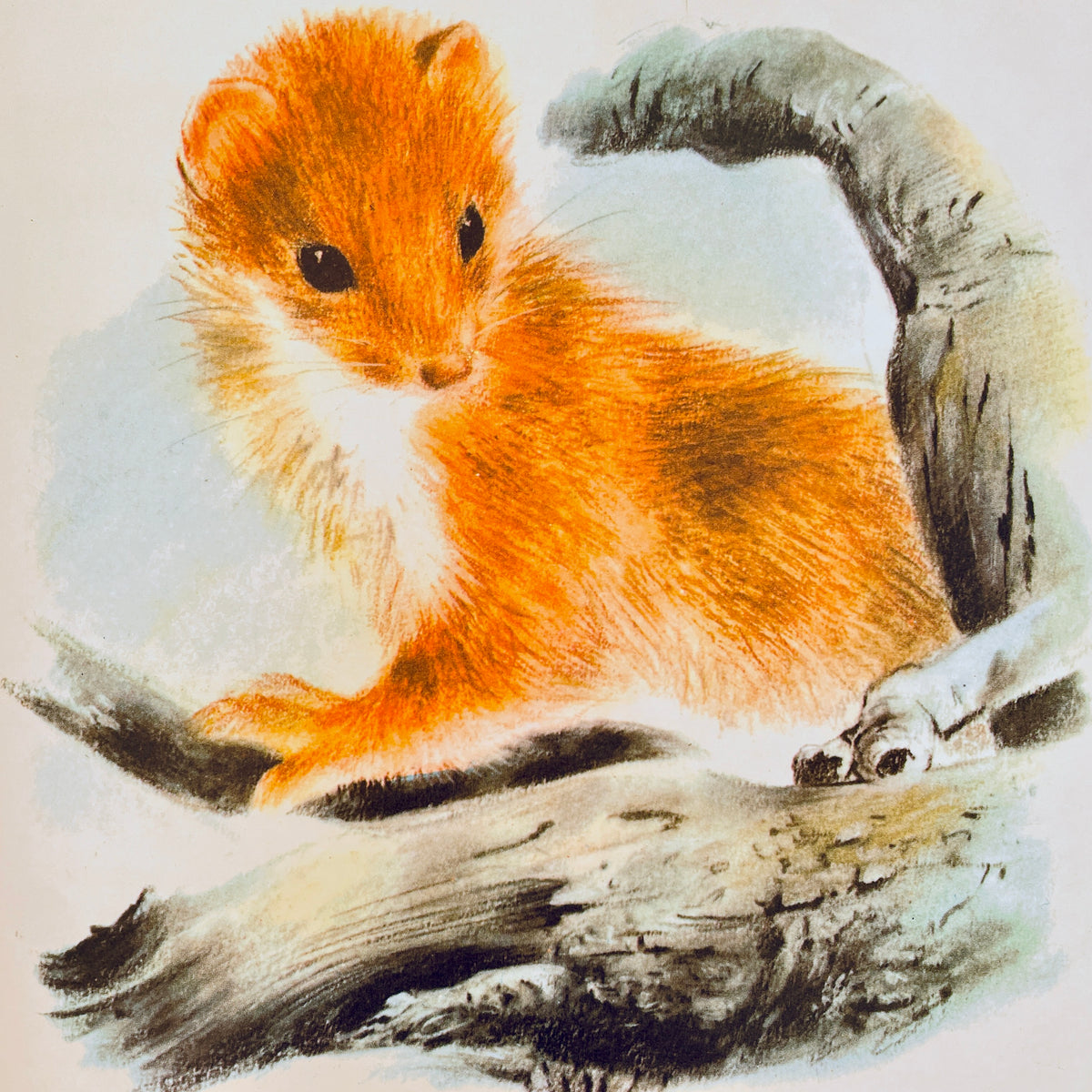 Animals Around the Year
