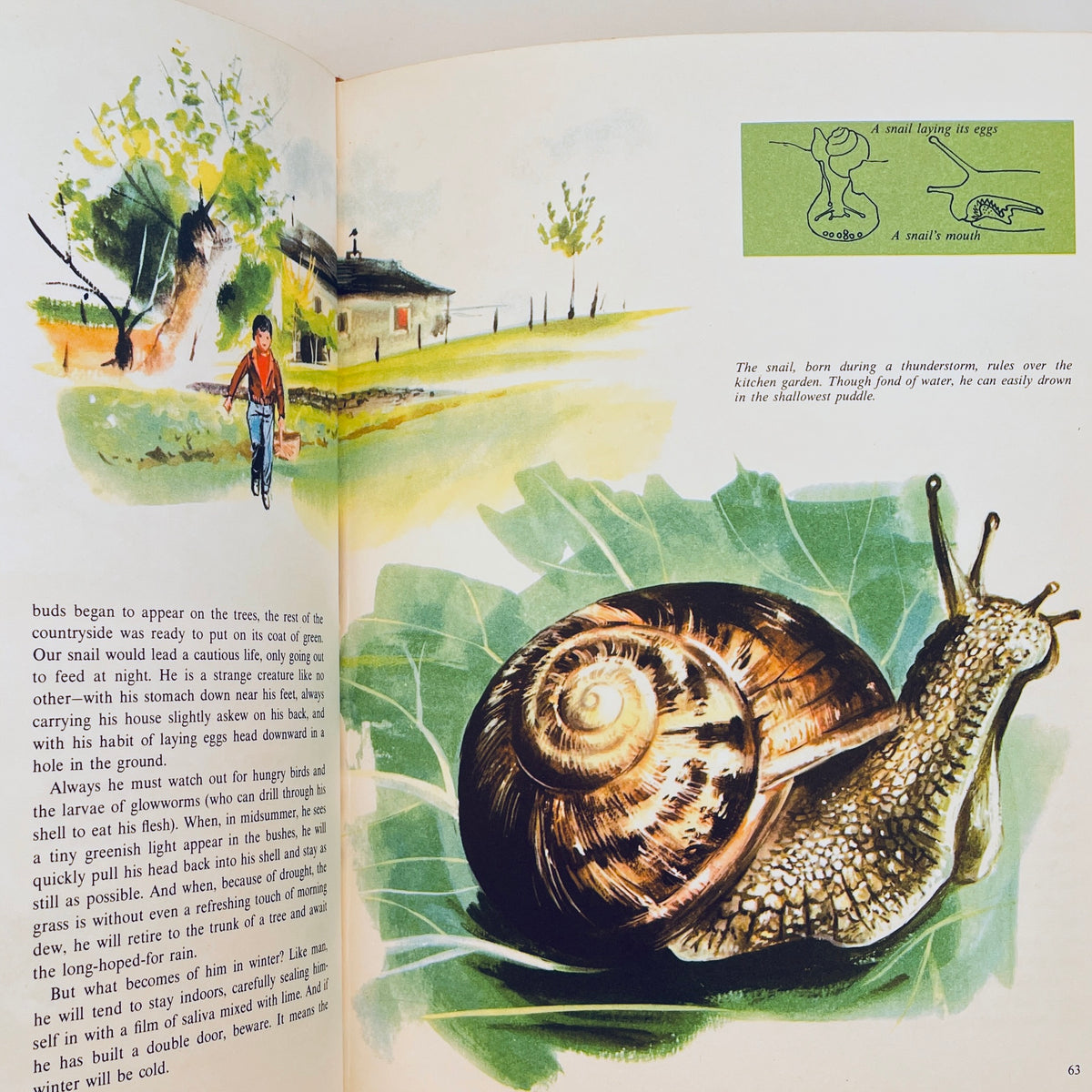 Animals Around the Year