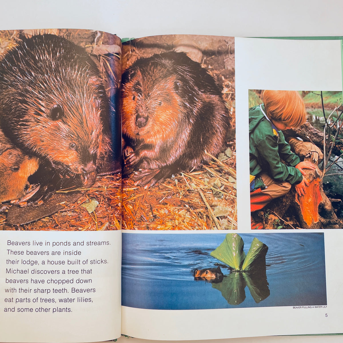 Life in Ponds and Streams (National Geographic Books for Young Explorers)