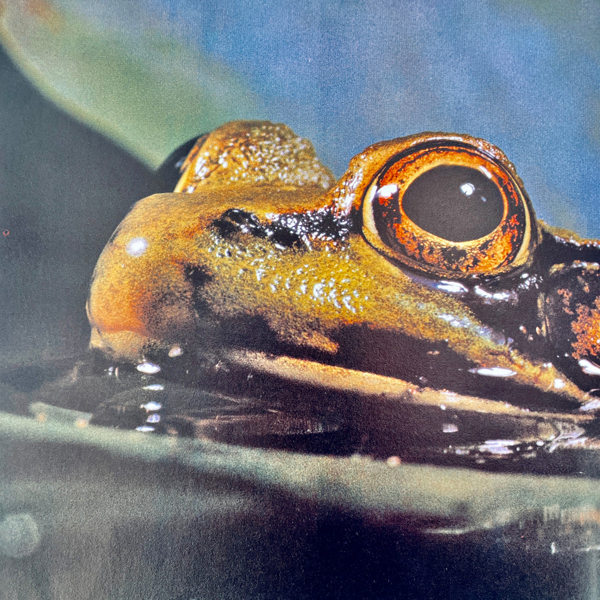 Life in Ponds and Streams (National Geographic Books for Young Explorers)
