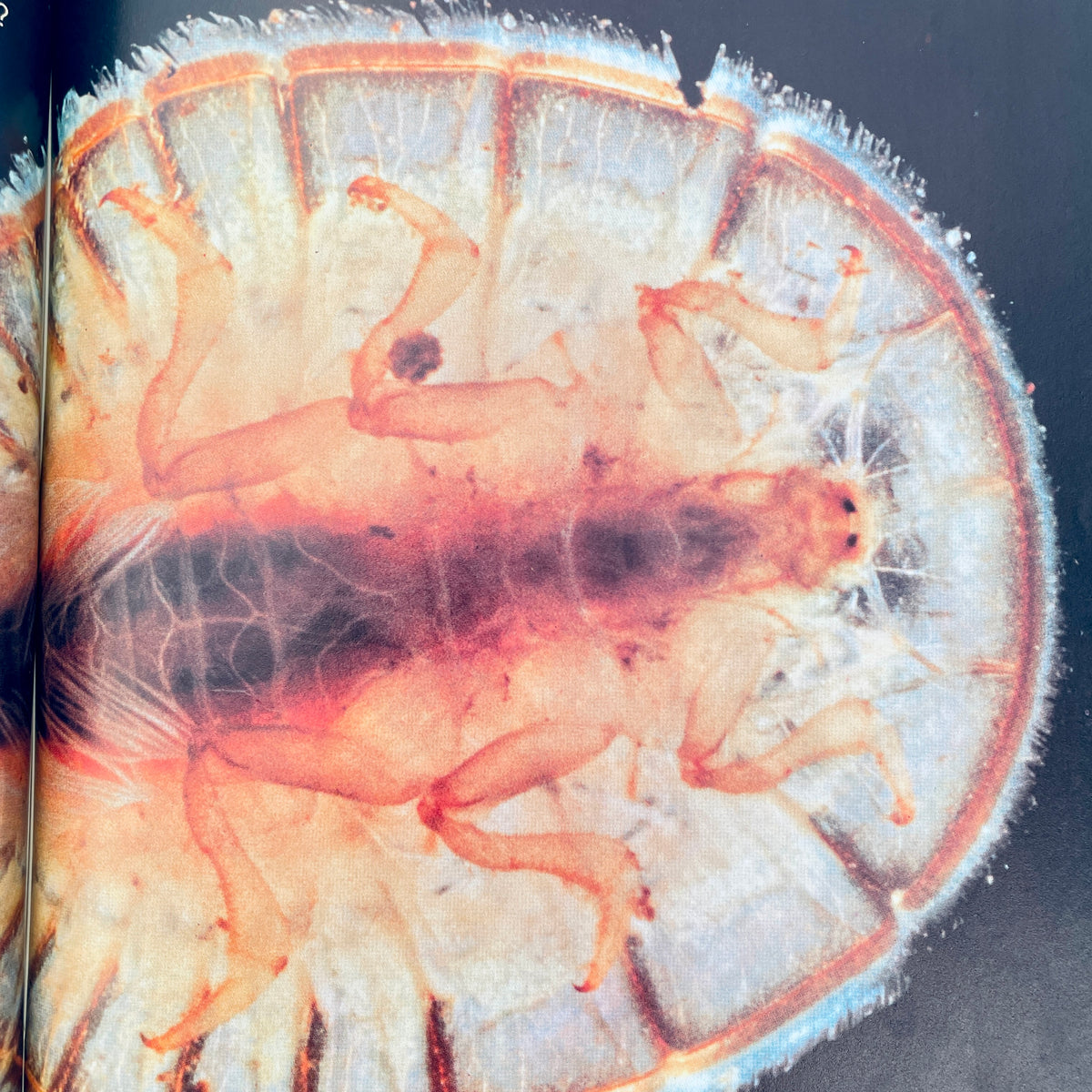 Life in Ponds and Streams (National Geographic Books for Young Explorers)