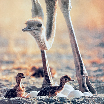 Baby Birds and How They Grow (National Geographic Books for Young Explorers)