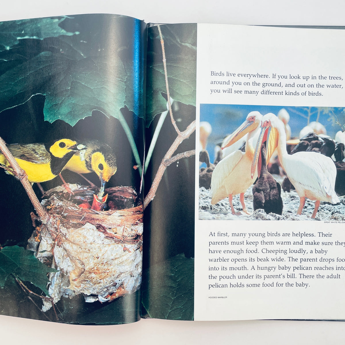 Baby Birds and How They Grow (National Geographic Books for Young Explorers)