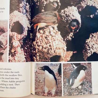 Baby Birds and How They Grow (National Geographic Books for Young Explorers)
