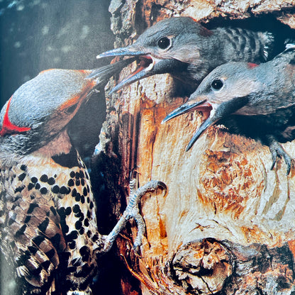 Baby Birds and How They Grow (National Geographic Books for Young Explorers)