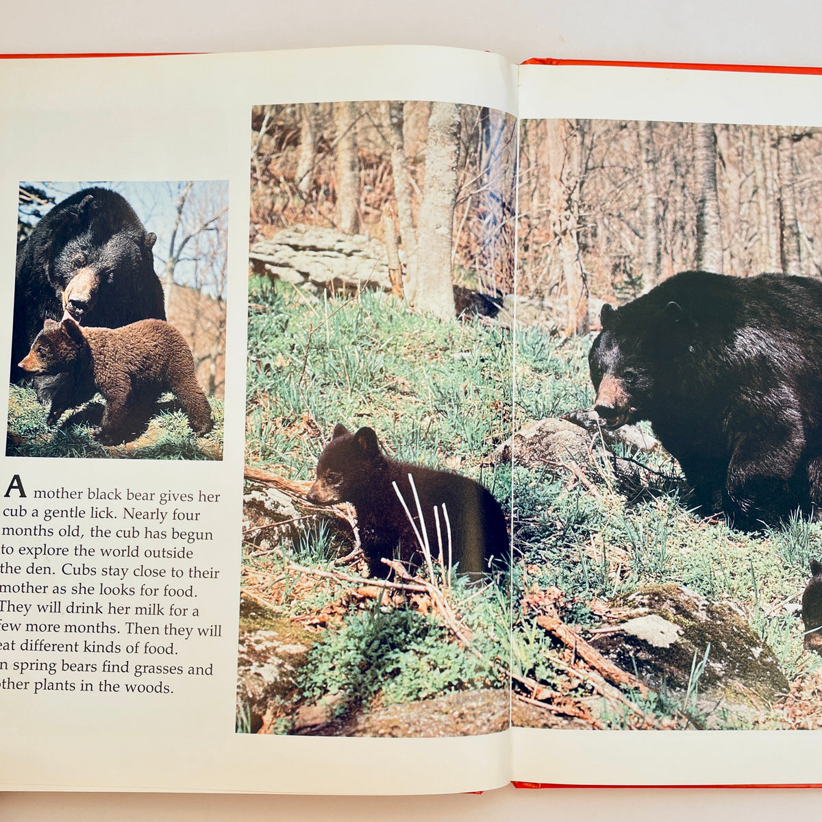 Baby Bears and How They Grow (National Geographic Books for Young Explorers)