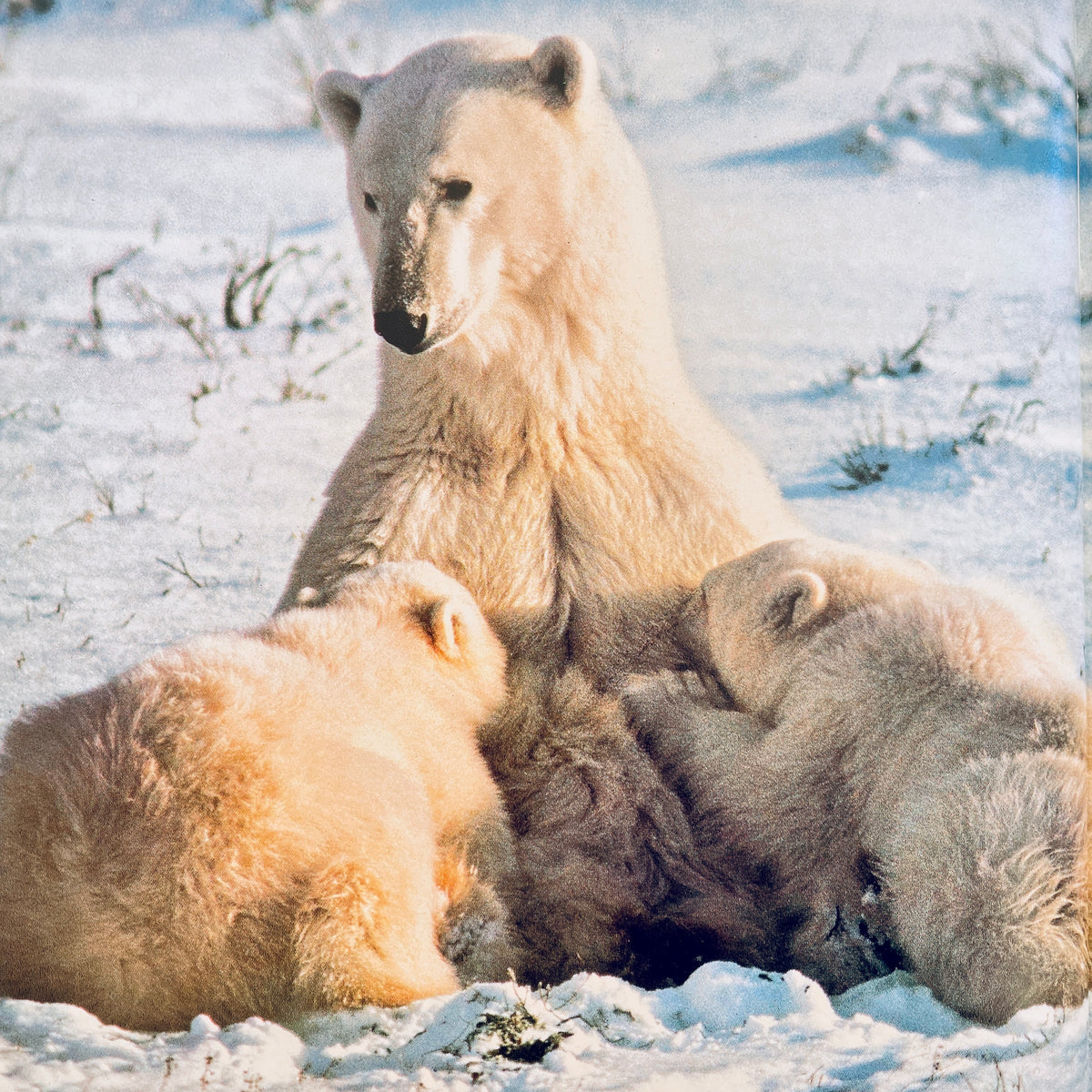Baby Bears and How They Grow (National Geographic Books for Young Explorers)